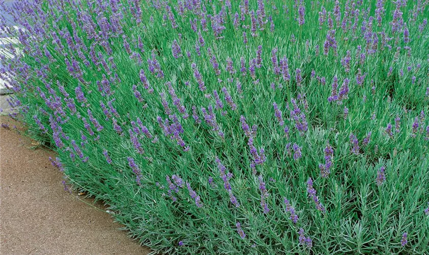 Lavandula x intermedia 'Dilly Dilly'