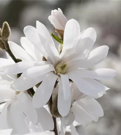 Frühling ist Pflanzzeit – ab in den Garten!