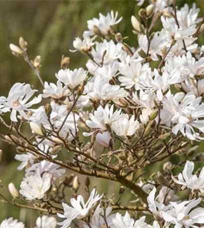 Frühblühende Gehölze – Ziemlich coole Gartenbewohner