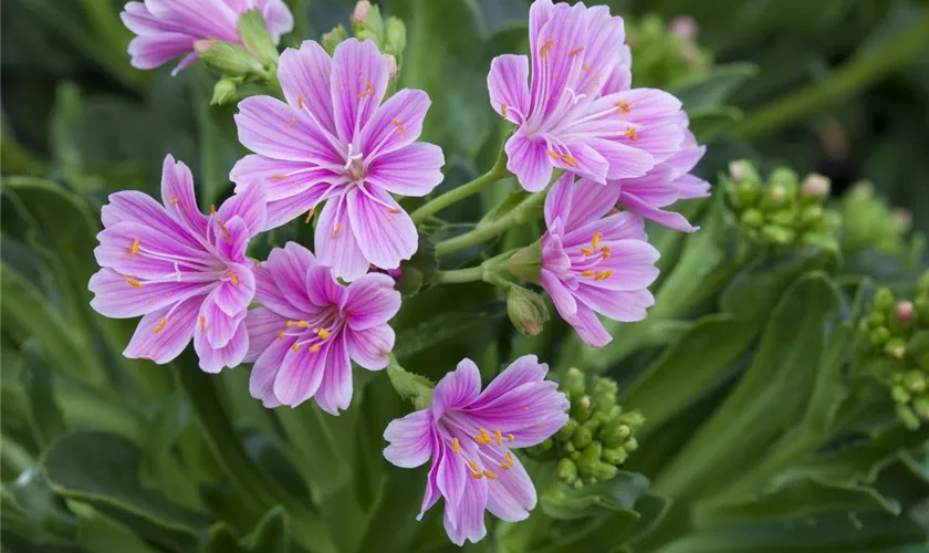 Lewisia cotyledon, rosa