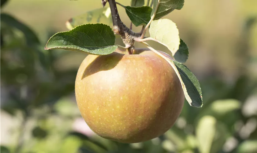 Apfel 'Goldrenette von Blenheim'