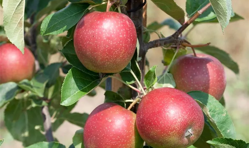 Malus domestica 'Summerred'