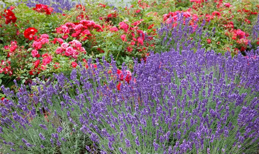 Lavandula x intermedia 'Grosso'