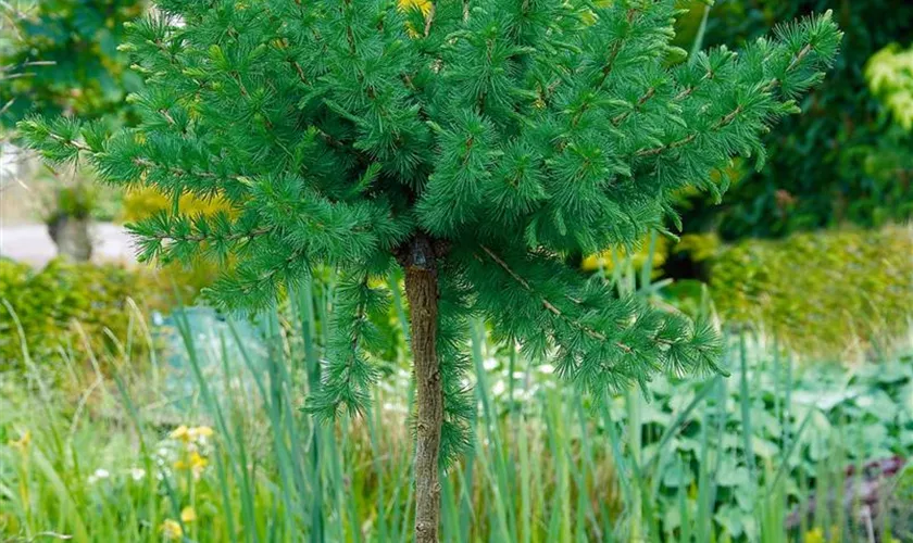 Larix decidua 'Kornik'