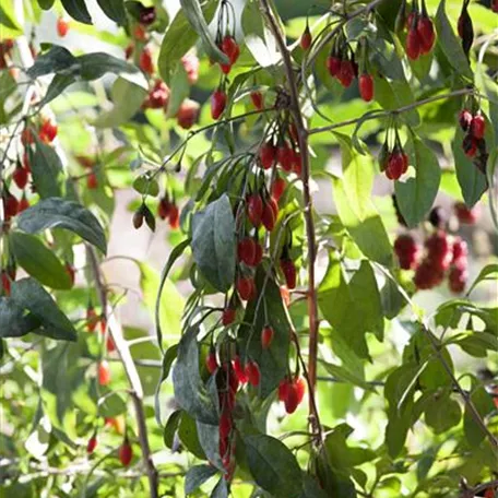 Goji-Beere 'No.1 Lifeberry'®