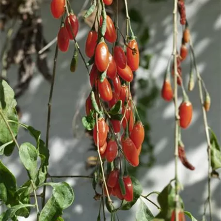 Goji-Beere 'Tibet'