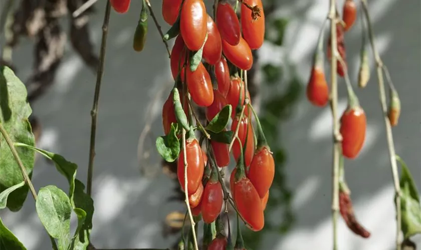 Lycium barbarum 'Tibet'