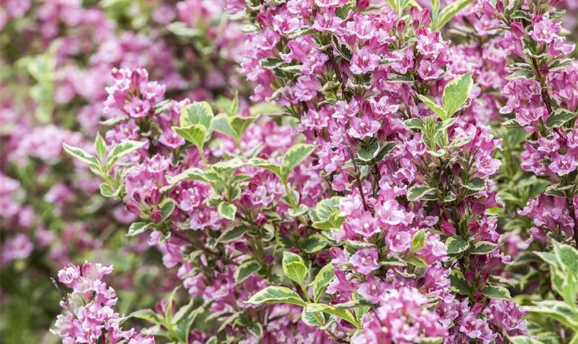 Weigela 'Kosteriana Variegata'