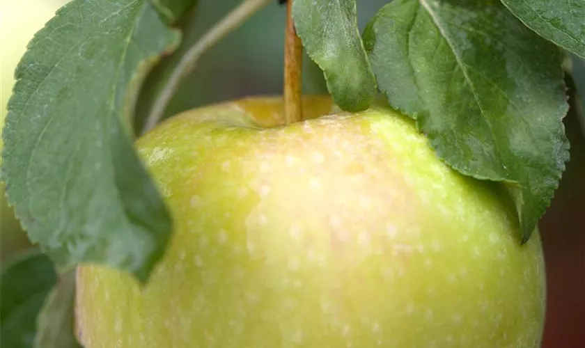 Apfel 'Grahams Jubiläumsapfel'