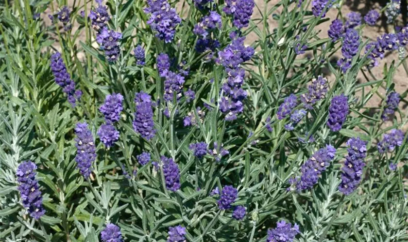 Lavandula x intermedia 'Provence'