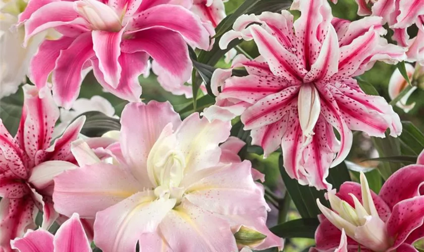 Lilium 'Sweet Rosy'