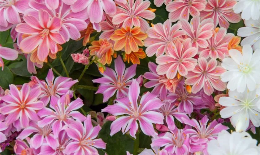 Lewisia cotyledon 'Select'