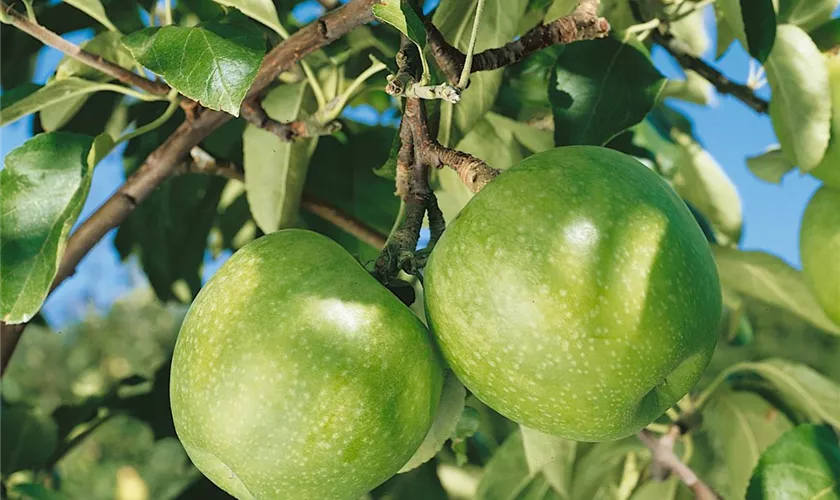 Winterapfel 'Granny Smith Compact'