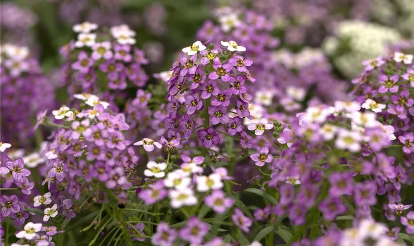 Lobularia maritima 'Sweetness™'