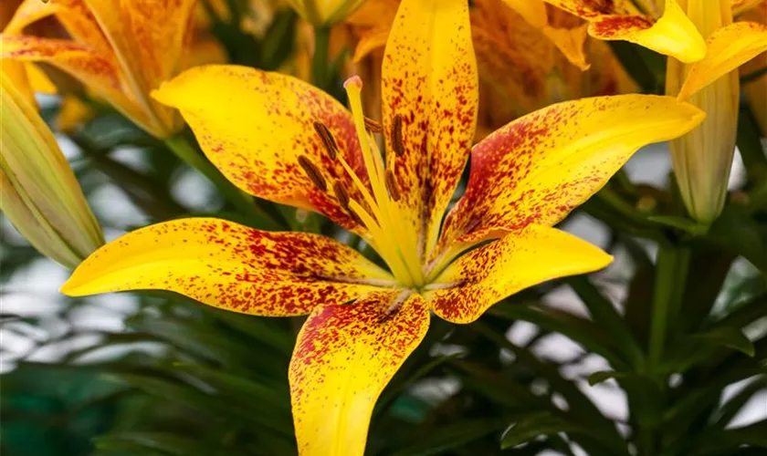 Lilium 'Tiny Bee'