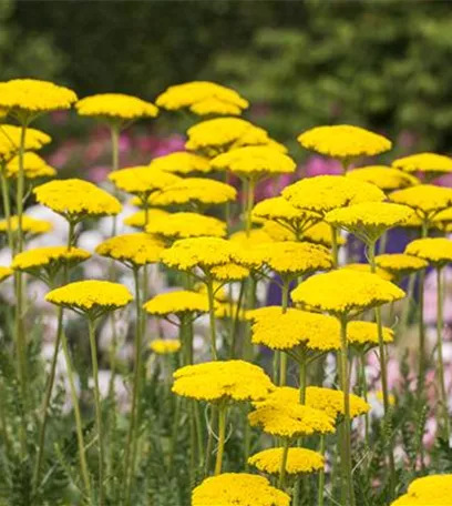 Der ganz große Stil im Garten - eine Anleitung für Menschen mit Liebe zu Effekten