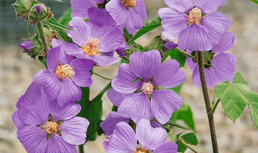 Lavatera 'Blue Bird'