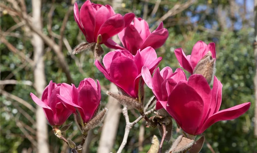 Magnolia 'Vulcan'