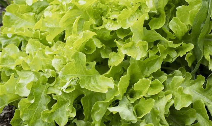 Lactuca sativa var. acephala 'Smile'