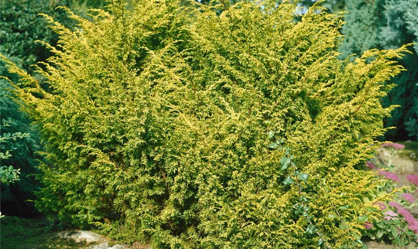 Juniperus chinensis 'Plumosa Aurea'