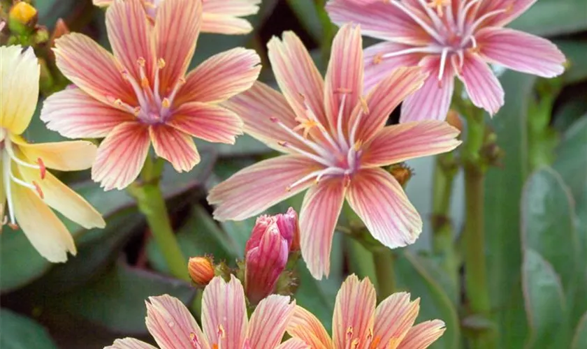 Lewisia longipetala