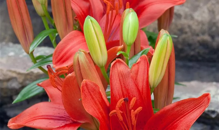 Lilium 'Tiny Hope'