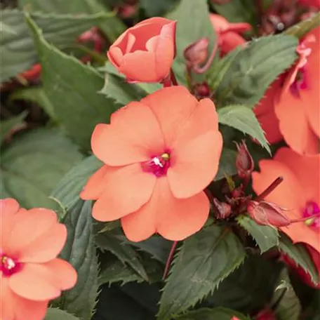 Impatiens neuguinea 'SunStanding'