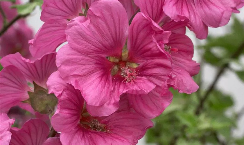 Lavatera 'Chamallow'