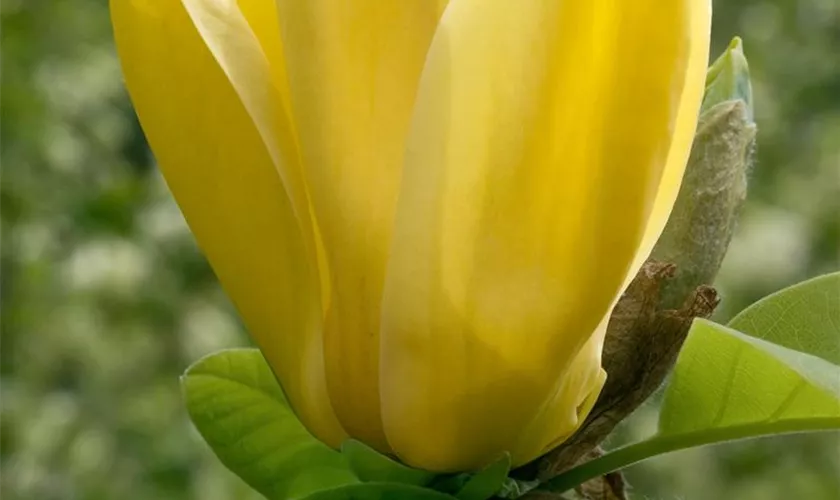 Magnolia 'Yellow Fever'