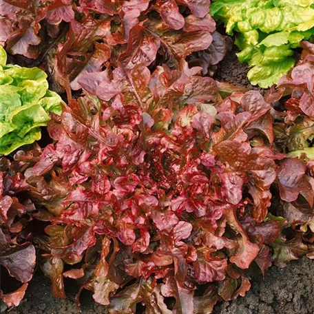 Lactuca sativa var. acephala 'Winter Lattughino'