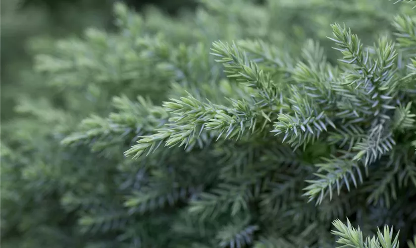 Juniperus chinensis 'San Jose'