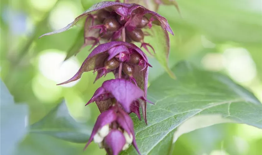 Leycesteria formosa