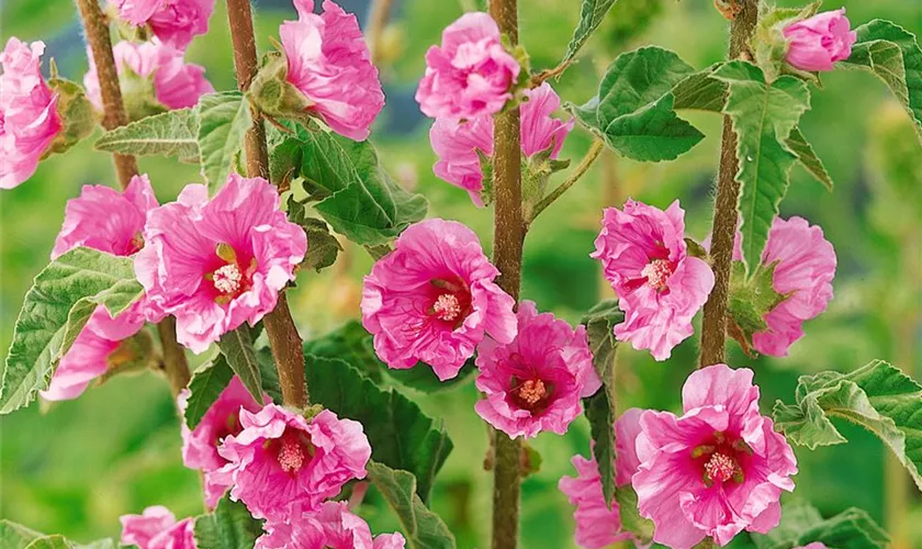 Lavatera maritima 'Pink Frills'