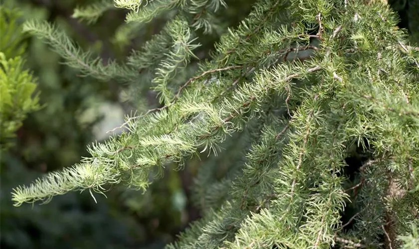 Larix kaempferi 'Diana'