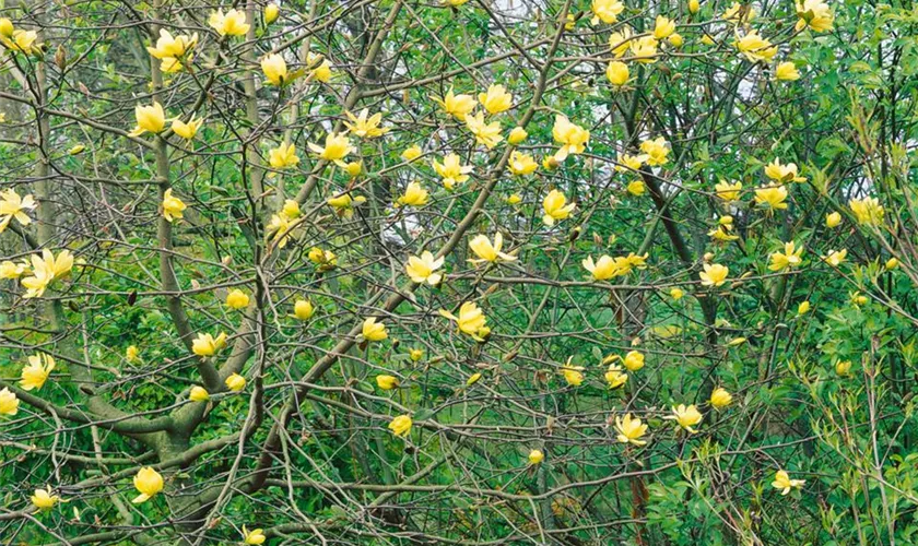 Magnolia x brooklynensis 'Goldstar'