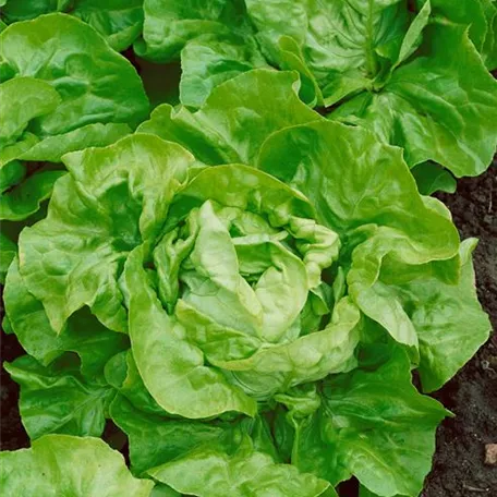 Lactuca sativa var. capitata 'Admiral'