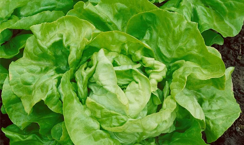 Kopfsalat 'Admiral'