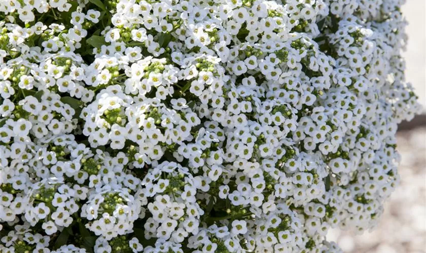 Lobularia maritima 'Yukon White'