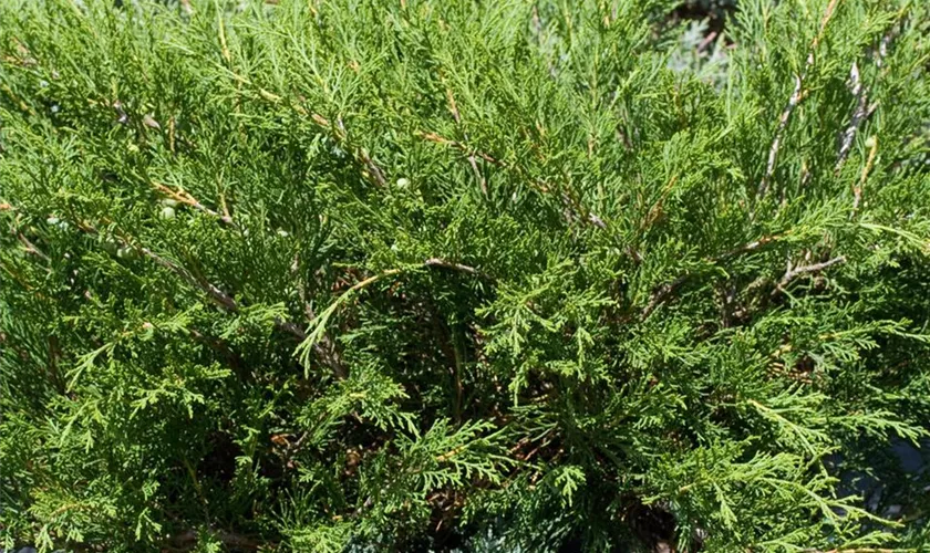 Juniperus chinensis 'Sea Green'