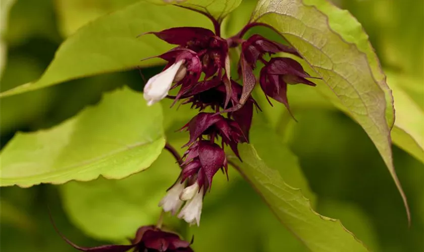 Leycesteria formosa 'Golden Lanterns'®