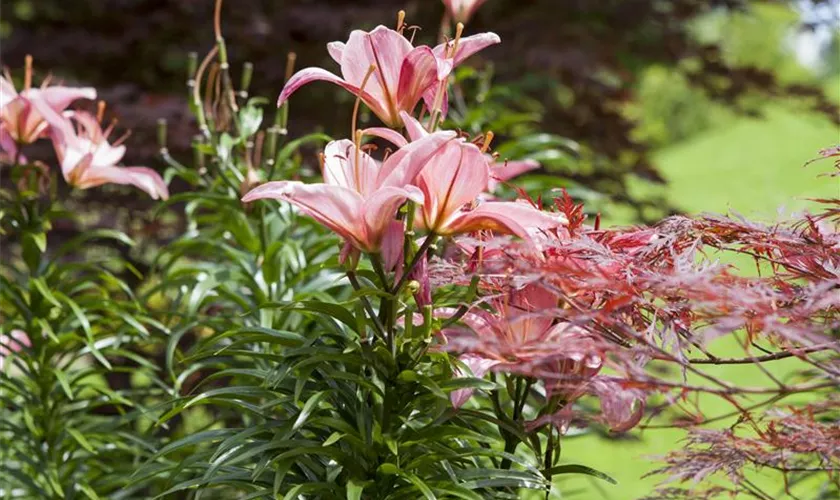 Lilium 'Toronto'