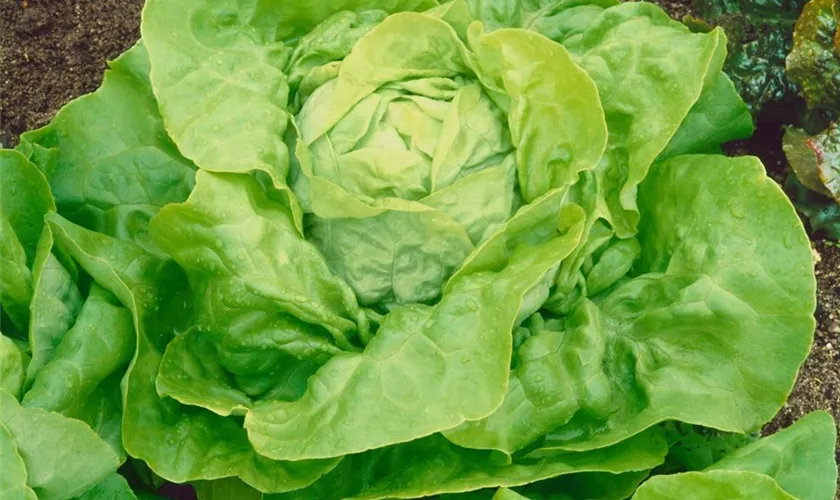 Lactuca sativa var. capitata 'Archimedes'