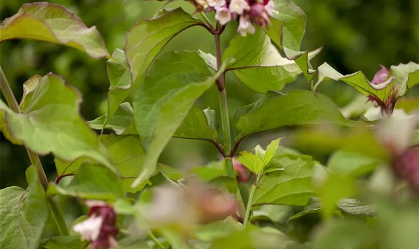 Leycesteria formosa 'Purple Rain'