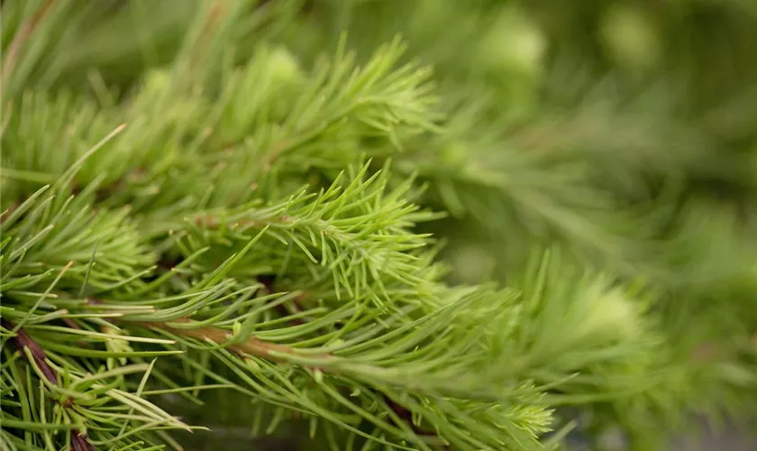 Larix kaempferi 'Little Boggle'