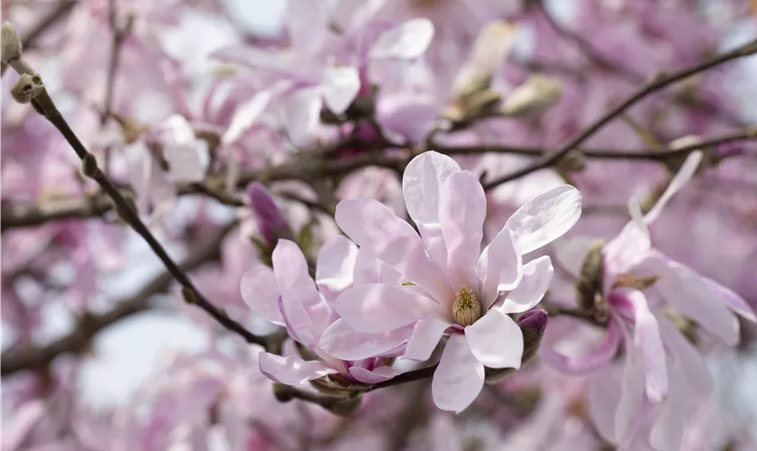 Magnolia x loebneri