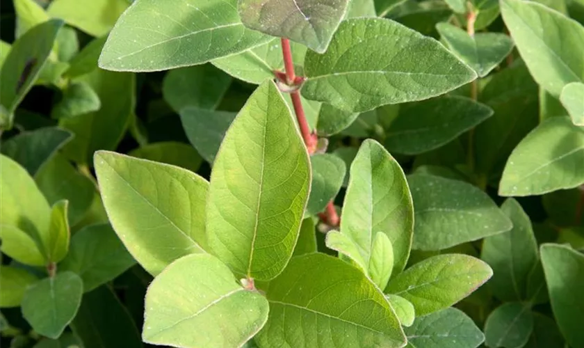 Lonicera caerulea