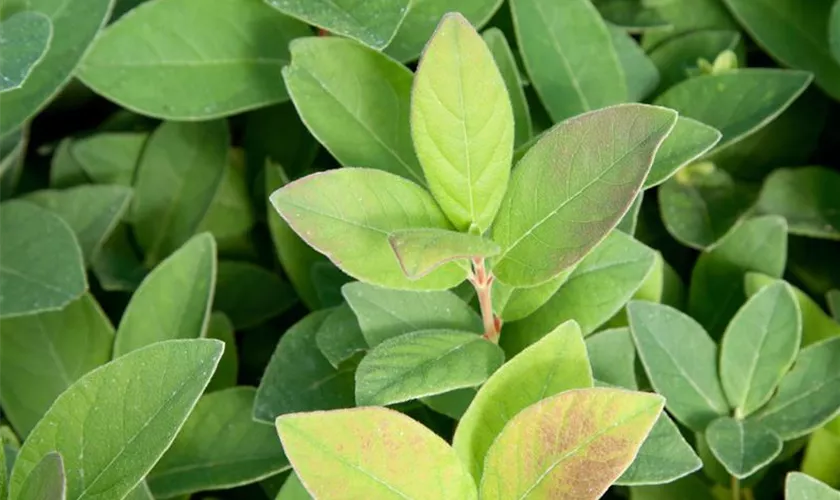 Lonicera caerulea var. kamtschatica 'Mailon'