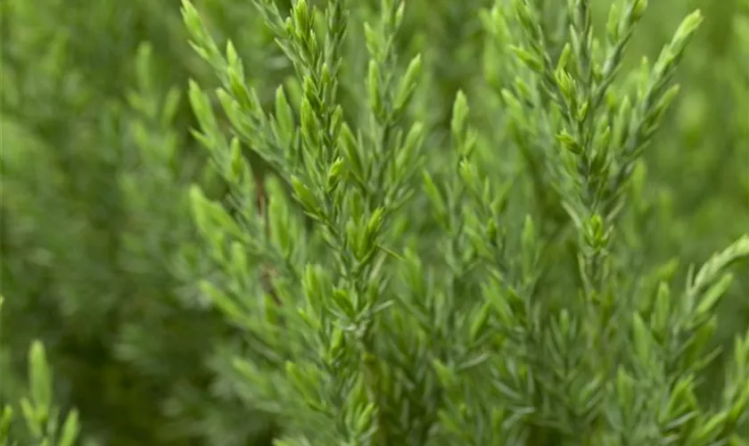 Juniperus chinensis 'Stricta'