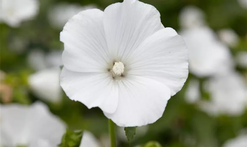 Lavatera trimestris 'Mont Blanc'