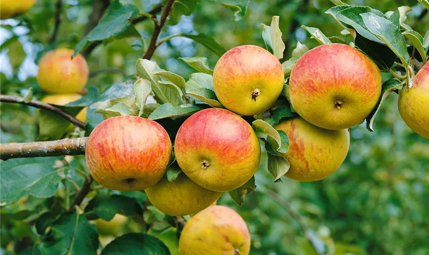 Malus domestica 'Welschisner'